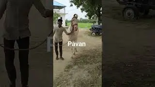 horse short video 