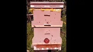 Обзор самодельных  ППС ульев, дадан, 5 рамочник, нуклеус. Достоинства и недостатки