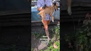 Меня раздавила машина💔Помогите мне выжить!