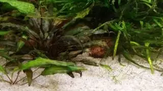 Sick Siamese Algae Eater