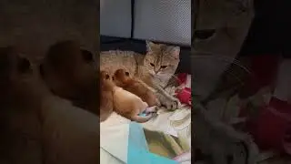 Малая родила 4х золотых детишек