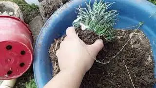 Haworthias en colonias