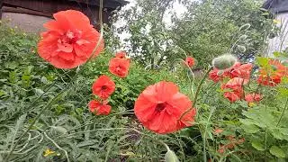 402-24.05.2023.173- ВидЕоряд Больше Маков+ Алекс Ариф Музыка Эфира 432 Гц