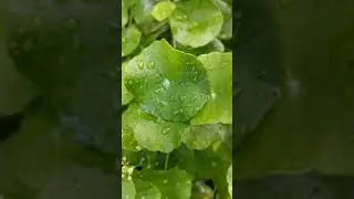 KHASIAT DAUN PEGAGA