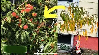 How to plant a peach tree