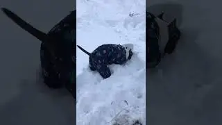 Обормот