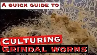 How  to culture grindal worms 🐠 Mj aquatics  | best live feed for fishes 😋