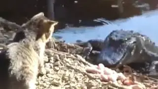НОС К НОСУ  КОТ И КРОКОДИЛ