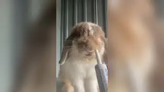 Dramatic rabbit takes his medicine + health update