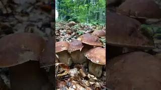 Mushrooms 2024 