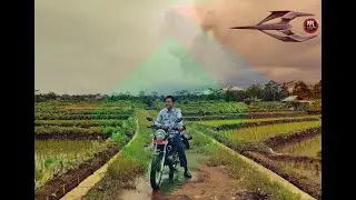 Panen Jagung di Lahan Sawah Tadah Hujan