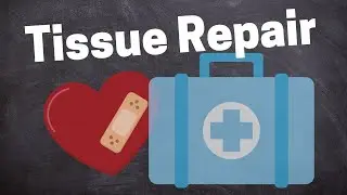 Tissue Repair and Regeneration