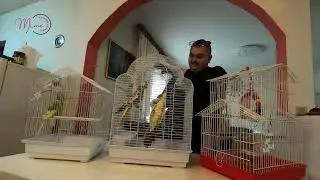 Šacir me ujeo za Prst ,Novi kavez za ljubimce .”