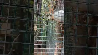 белочка. Зоопарк Сказка Олега Зубков, Ялта Крым