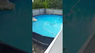 Кот и бассейн