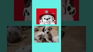 Patrulha Canina NA VIDA REAL - 2023 #shorts  #patrulhacanina