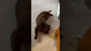 Шерстюган🤣 #москва#кот#россия#юмор