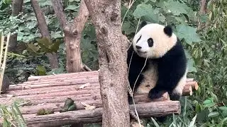 Inside the Panda Zoo in Chengdu