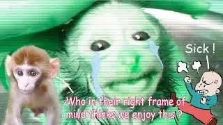 Candy's Harlow trait in a wild monkey 😱