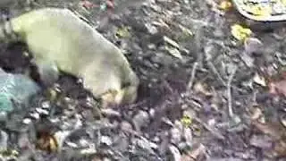 Nasenbären im Duisburger Zoo / Coati in Duisburg Zoo