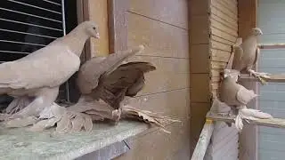 Голуби Володи Журавлёва.