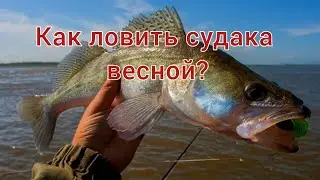 КАК ЛОВИТЬ СУДАКА ВЕСНОЙ? На какие приманки ловить судака? Места для ловли судака весной