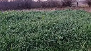 Как вырастить сидерат без полива и сэкономить на покупке семян сидератов . Мои эксперименты.