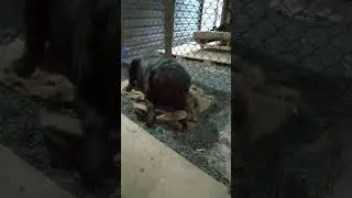 Conheçam alguns dos nossos filhos de 4 Patas 🐾🐾
