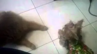 pertarungan antara kimi dan chocky.3GP