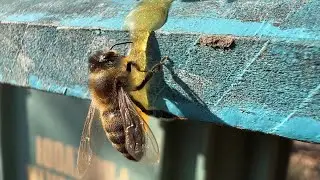 Pamje Bletësh  - Bees Footage 18.02.2024 (HD)