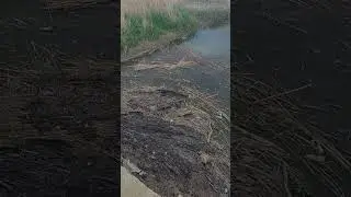 22 апреля Краснодарский край х Лебеди мост ерик ангелинский 