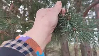 Pinus sylvestris