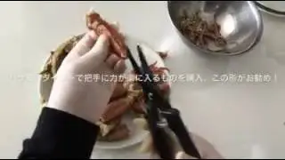 毛ガニのむきかた。簡単に美味しく食べる方法！