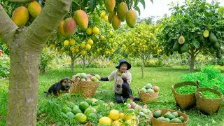 Harvesting Mangoes , Lemons, Avocados, And Green Chilies To Sell At The Market, Cooking, Gardening