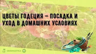 Цветы годеция — посадка и уход в домашних условиях