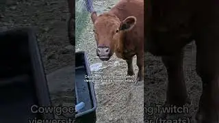 Winnie has gone VIRAL for mooing at the live cams for treats 🤣 🤣