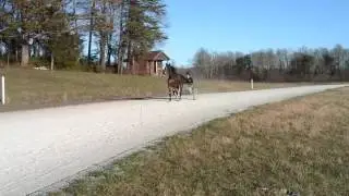 PrecociousLady 40 seconds