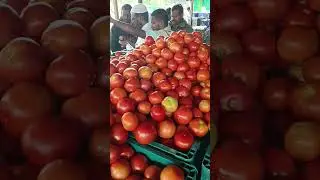Punganur tomato Market 🍅🍅🍅 14/10/2024 #punganurtomatomarket #tomatomarket #trending ##viralvideo