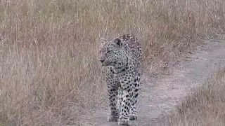 Nottens Female - Leopard of Sabi Sand