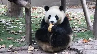 Mei Lan aka Rou Rou or Roll Roll , eating Pumpkin , Chengdu Panda base