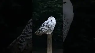 Біла сова| Snowy owl| Снежная сова| Conservation status VU