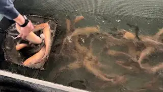 Buying large albino catfish from Beemers fisheries