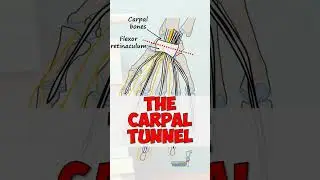 What Passes Through the Carpal Tunnel? #anatomy #education