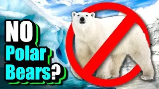 Why Are There No Polar Bears In Antarctica?