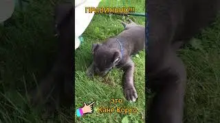 Кане Корсо любят траву