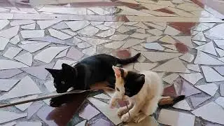 Cute Kittens playing with thin stick
