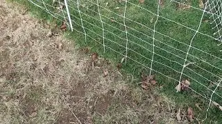 Mental Fences To Financial Freedom - The Grass IS Greener!