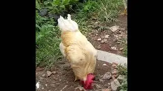 Ayam semar jumbo