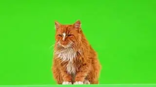 Green Screen Cat 🐈 Cat Green Screen Video 3