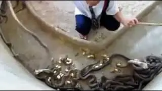 ‫فريب متاع كوبرا‬